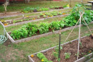 Community Garden 2